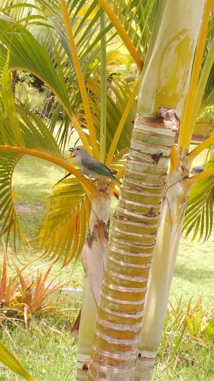 Estalagem Pousada Vida Mar Barra Grande (Bahia)